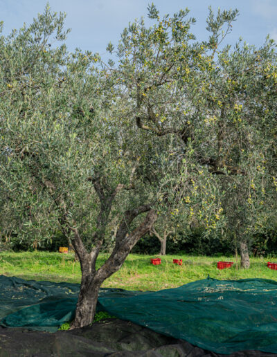 San Pasquale - Oliveto
