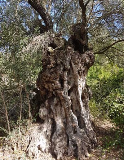 San Pasquale - Olivetti, Albero Secolare